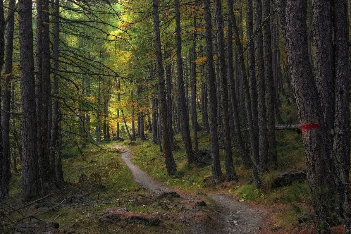 Seasonal Science: Why Autumn Leaves Change Color