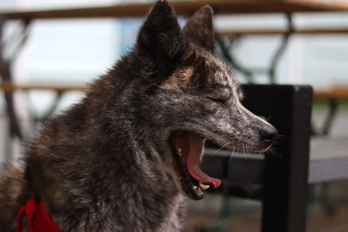 Why Do We Yawn? The Leading Theories Explained